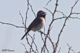 7009 Black-throated Sparrow.jpg