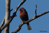 7324 Varied Bunting.jpg