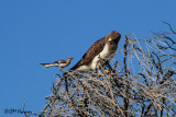 7714 Northern Mockingbird mobbing Swainsons Hawk.jpg