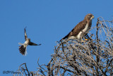 7717 Northern Mockingbird mobbing Swainsons Hawk.jpg