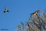 7724 Northern Mockingbird mobbing Swainsons Hawk.jpg