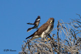 7738 Northern Mockingbird mobbing Swainsons Hawk.jpg