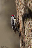 9346 Yellow-bellied Sapsucker.jpg
