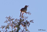 9466 Brown Thrasher.jpg