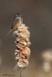 9574 Swamp Sparrow.jpg