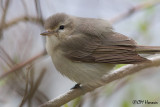 9906 Warbling Vireo.jpg