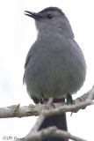 0111 Gray Catbird.jpg