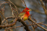 0300 Summer Tanager.jpg