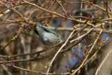 0332 Cerulean Warbler.jpg