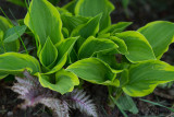 0023 Hosta and painted fern.jpg