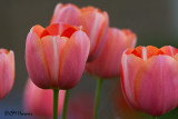 0035 Peach tulips.jpg