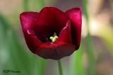 9936 Deep red tulip.jpg