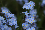 9941 Forget-me-nots.jpg