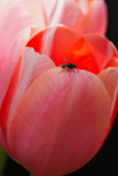 9978 Pink tulip and fly.jpg