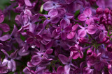 9986 Lilac next door.jpg