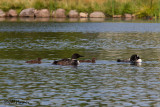 0300 Common Loon family.jpg