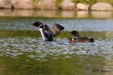 0320 Common Loon family.jpg