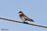 0353 Tree Swallow juvenile.jpg