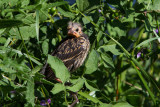 0403 Red-winged Blackbird juvenile.jpg