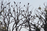 0543 Double-crested Cormorants.jpg