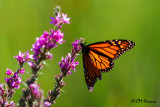 0544 Monarch on Purple Lustrife.jpg