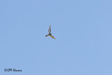 0556 Killdeer.jpg