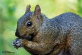 0581 Eastern Gray Squirrel.jpg