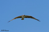 0596 Osprey.jpg
