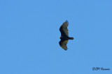 Vultures