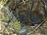 A Nest of Wren Chicks