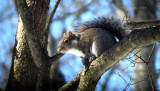 Playful Young Squirrel