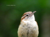 First Flight for New Baby Wrens