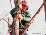 Foreman of Tree Cutting Team