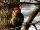 Juvenile Woodpecker