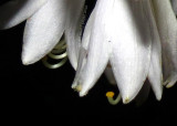 Hosta Blossms Closeup