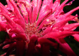 Bee Balm Closeup