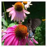 Black Swallowtail Butterfly 