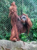 orangutang & Video