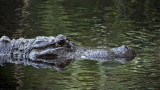 American alligator DSC00595.jpg