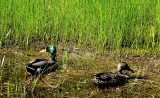 Mallard Pair