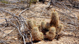 Saguaro Nat Park HDR DSC01076.jpg