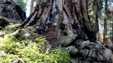 Sequoia National Park HDR DSC03057.jpg