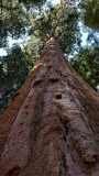 Sequoia National Park HDR DSC03157.jpg