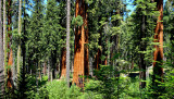 Sequoia National Park HDR DSC03191.jpg
