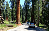 Sequoia National Park HDR DSC03256.jpg