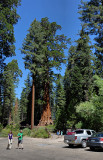Sequoia Natinal Park HDR DSC03447.jpg