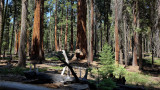 Sequoia National Park HDR DSC03735.jpg