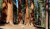 Sequoia National Park HDR DSC03847.jpg