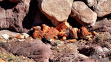 Petrified Forest National Park HDR DSC05448.jpg