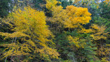 Fall Foliage Treman State Park Ithaca, New York RX10